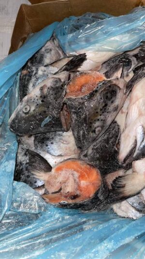 240446214_1014177792680979_6923521346583708214_n