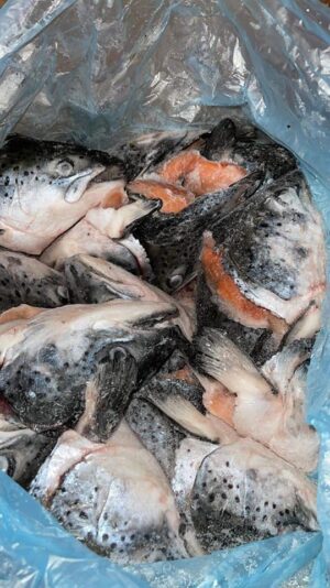 240446007_1014177859347639_9147096363833898427_n