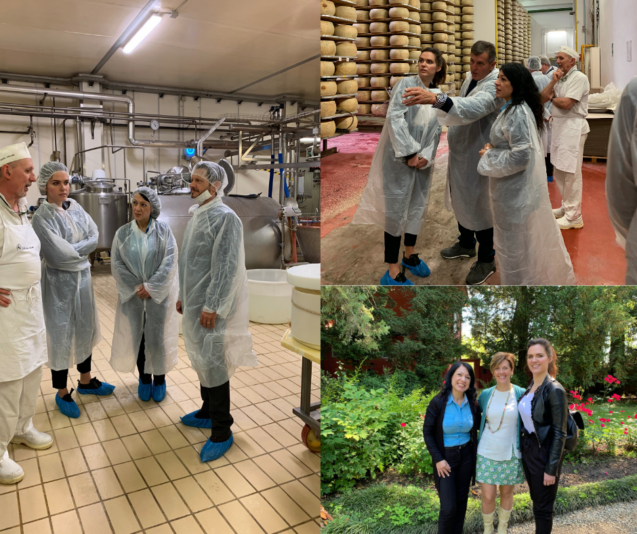 MSC-MAVI TRADE-STALLONE