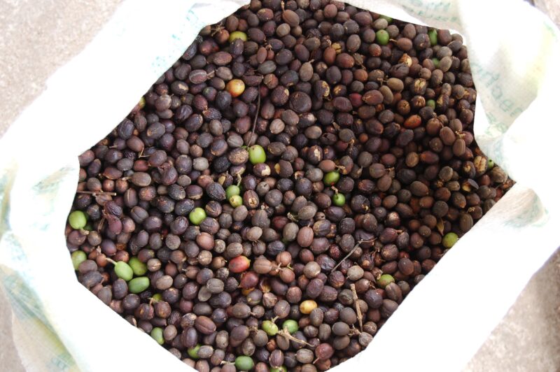 Quintal coffee natural