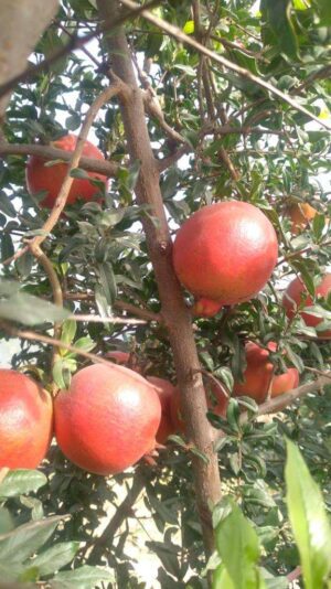 58244956-191a-4e37-acc3-030d7b98a468