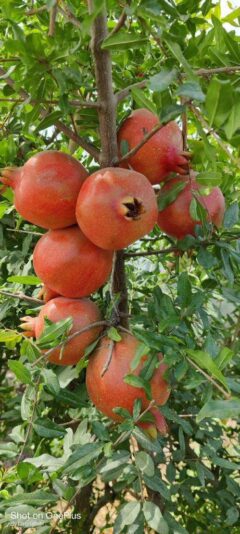 086f0e22-dc19-487d-87a5-1073fc883b34