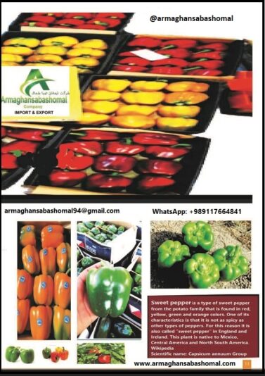 فلفل دلمه رنگی_2