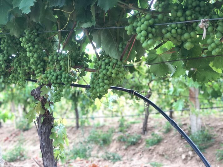 92E94125-ADCF-4153-B253-66075A644871