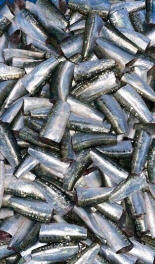 6c69e63b-4cf2-4059-9e29-74c26d2ae6c3