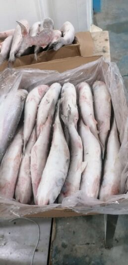 7550e3a1-0972-47bd-93c2-c29cd623ac12