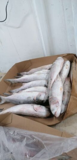 4863deb4-469e-4925-bbaa-9916225f840b