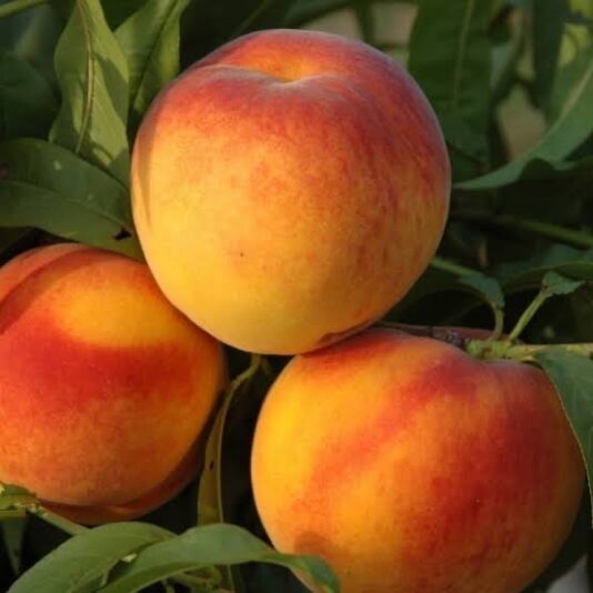 F8A4E3EC-2EF4-4CA6-BF82-0A1FDC8B8683