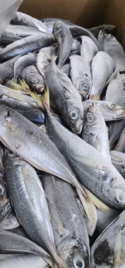 FA6BBD54-7F05-495D-AA97-95C86A390567