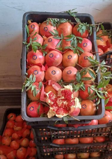 f01829f7-f5a5-4c55-8093-cc417fb37aff