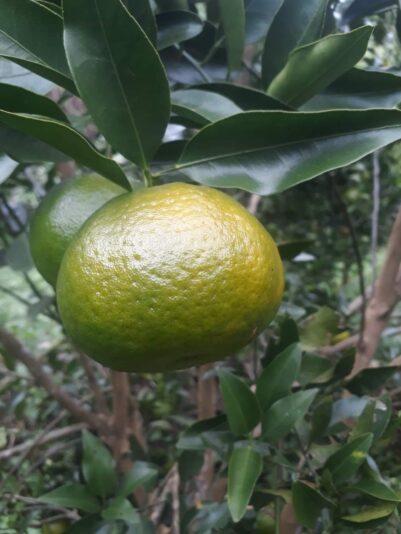 received_293952038972041