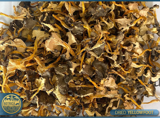 yellowfoots-Linkedin-01