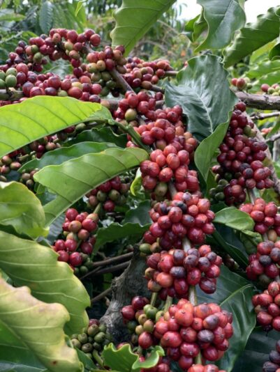 EaHleo_ Daklak 12.12.21 (1)