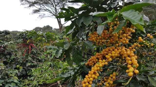 Arabica loại đặc biệt