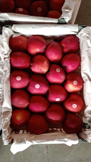 256930d4-d48d-4375-91b1-672ec3e731e6