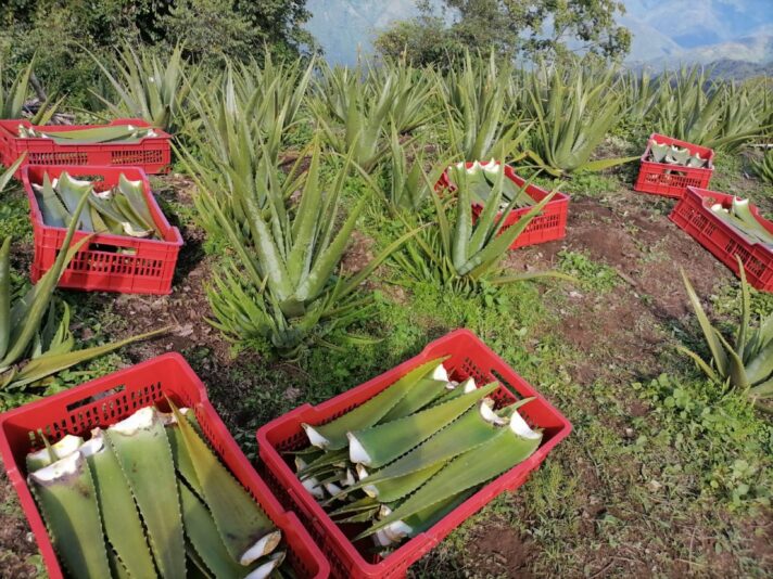 043C123C-D57E-4C5D-AB90-0270DEA9A193