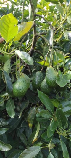 3924CC92-A7D9-4108-B440-1268268A39A1