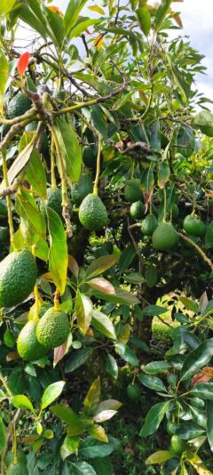 A91F5F26-448A-4519-A76D-2E2E858D22D8