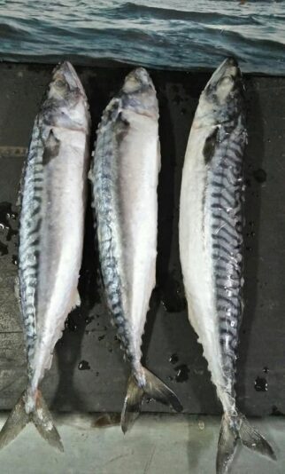 60232090_135572210923076_2454313504581091328_n