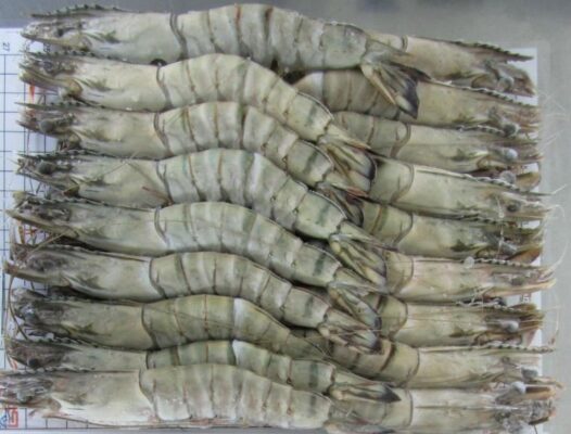 BLACK-TIGER-HOSO-SEMI-IQF-Penaeus-monodon