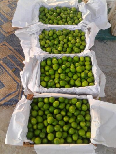 WhatsApp Image 2021-05-04 at 1.52.40 PM (1)