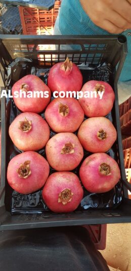 WhatsApp Image 2018-08-11 at 10.53.36 PM (1)