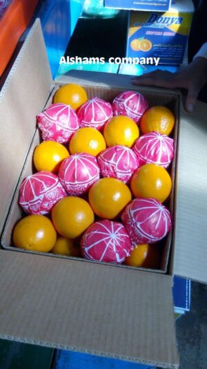 WhatsApp Image 2017-01-03 at 12.52.23 PM