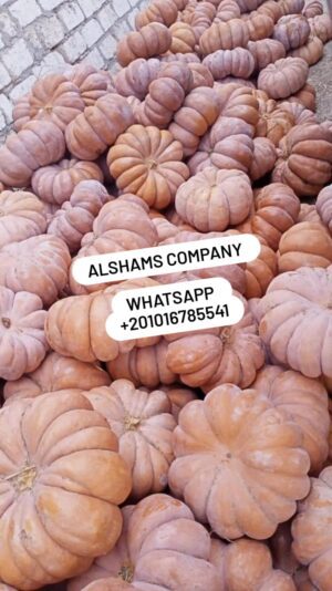 WhatsApp Image 2023-02-12 at 2.20.53 PM