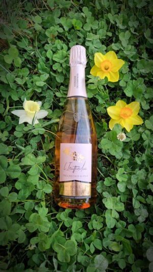 7ed2a958-187f-47ca-af1d-f21a37b6f09b