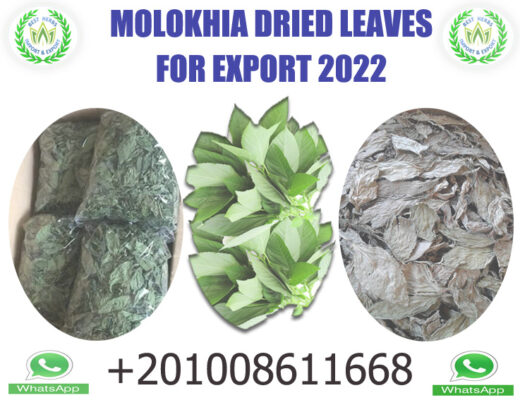 ملوخيه ورق 2