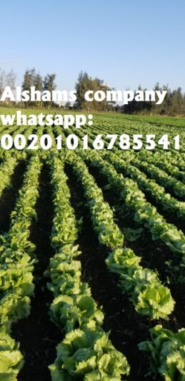 WhatsApp Image 2019-12-13 at 10.09.02 AM