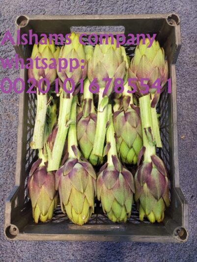 WhatsApp Image 2019-12-16 at 4.48.08 PM