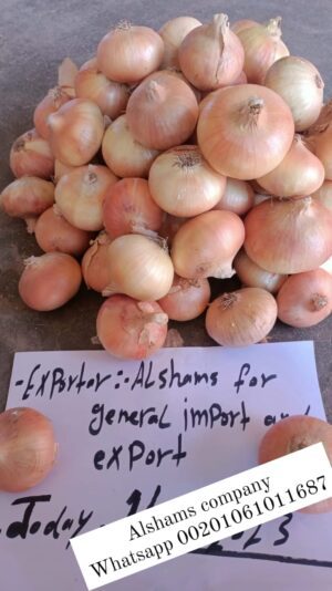 WhatsApp Image 2023-03-29 at 1.13.57 PM (1)