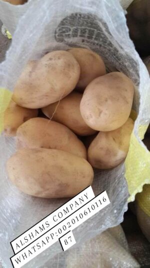 328031624_846646506408276_6421581107580545264_n