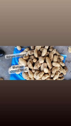 WhatsApp Image 2023-01-28 at 9.26.21 PM - Copy