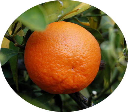 TangerineFruit