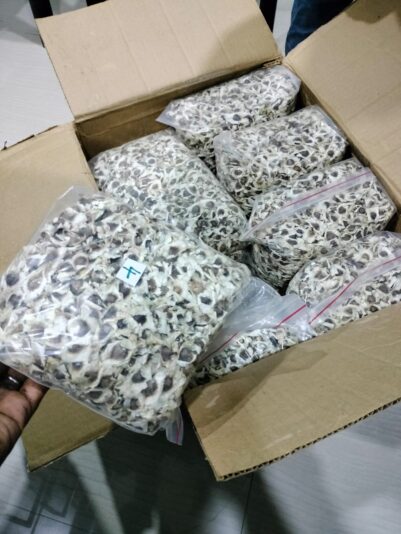 Moringa Seeds with Wings