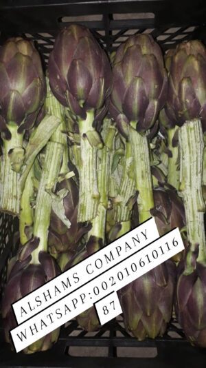 327982437_913806812954370_6536160102384389256_n