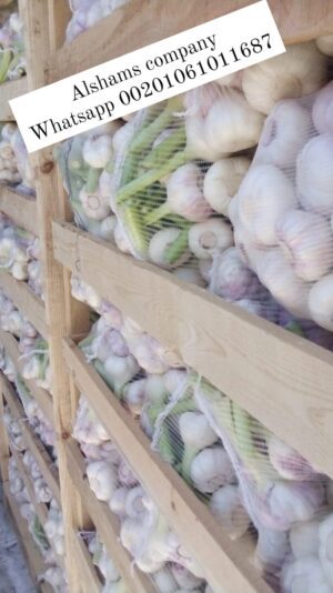 WhatsApp Image 2023-02-06 at 11.36.09 AM (1)