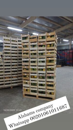 WhatsApp Image 2023-05-21 at 12.39.55 PM (1)