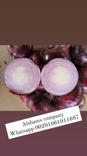 WhatsApp Image 2023-02-05 at 1.23.20 PM