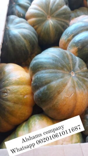 WhatsApp Image 2023-05-21 at 12.39.54 PM (4)