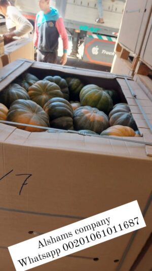 WhatsApp Image 2023-05-21 at 12.39.55 PM