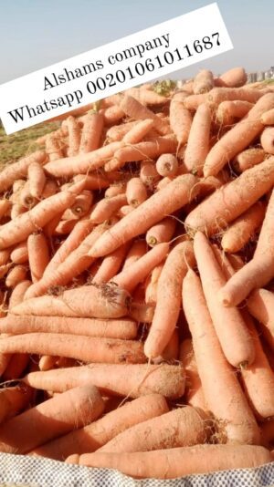 WhatsApp Image 2023-05-21 at 1.44.55 PM