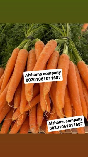 WhatsApp Image 2023-05-21 at 1.44.31 PM (1)