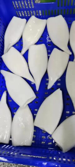 squid tubes U3 U4 (2)