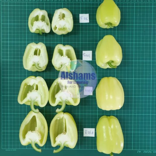 WhatsApp Image 2023-12-09 at 3.47.20 PM (2)