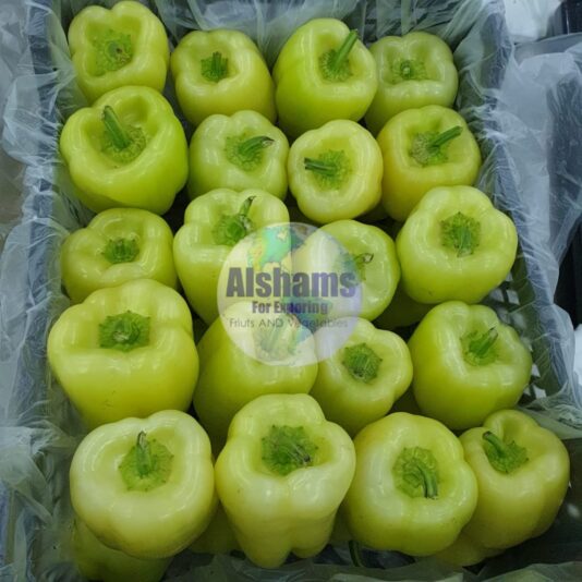 WhatsApp Image 2023-12-09 at 3.47.21 PM