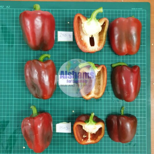 WhatsApp Image 2023-12-09 at 3.47.20 PM (3)