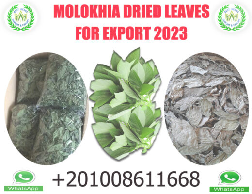 ملوخيه للتصدير